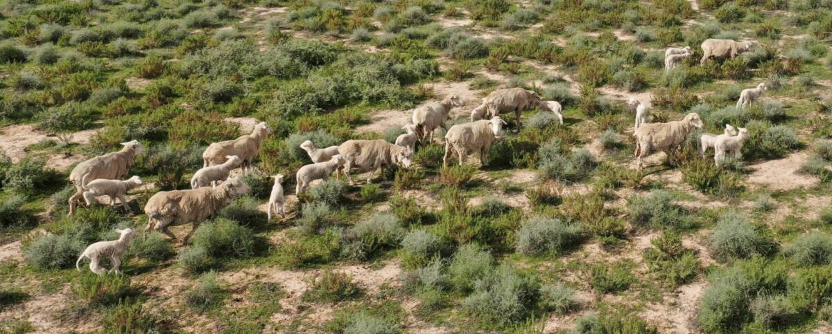 The result: Nine ewes and 15 lambs. Photo: supplied
