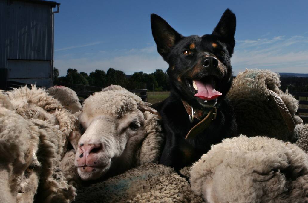 GOOD DOGS: Winona Kelpies are used in all states of Australia as well as a number of countries overseas.
