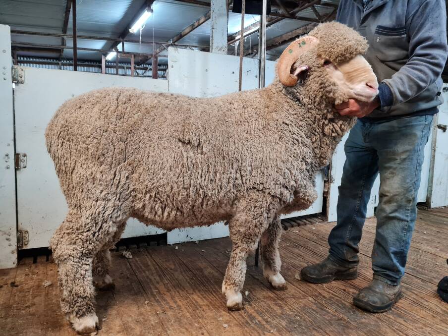 IN DEMAND: The top-priced ram at the online Sheep Connect ram sale was Lot 20 from Glendonald Merino Stud, which sold for $9750.