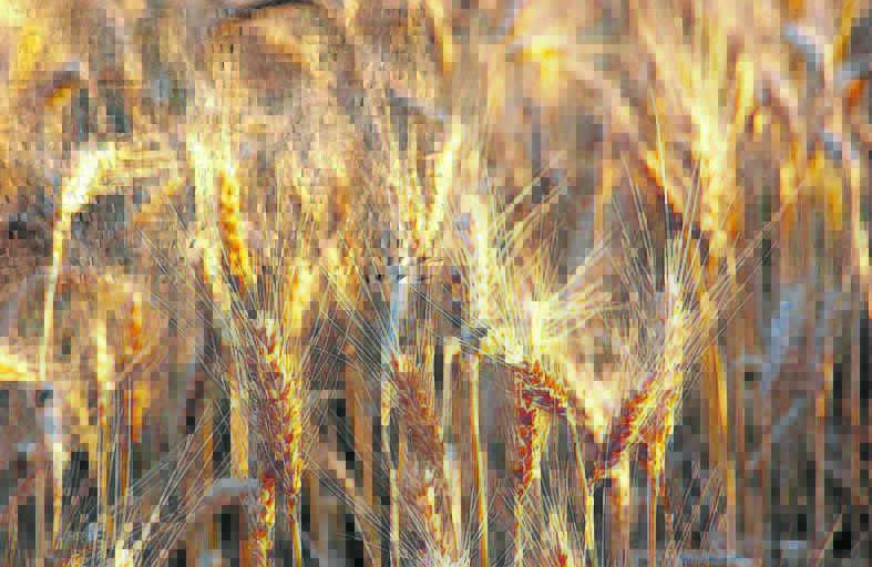 Australia's wheat industry will in 2021 continue to build on good global trading relationships established across many decades in key export destinations.