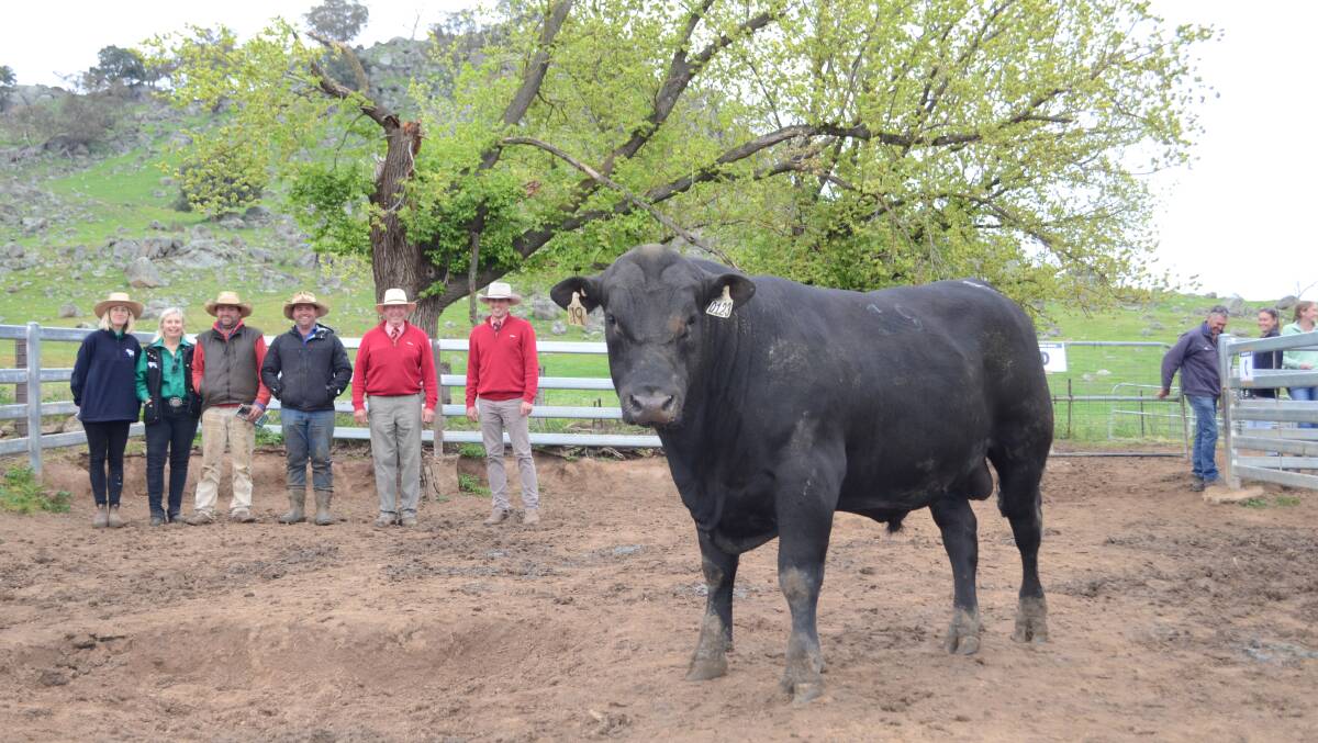 Georgia and Shauna Graham , Bongongo Angus, Coolac, with top priced buyers Tim and Charlie Graham, DJ Graham Trust, Coolac, and elders auctioneers Harry Waters and Steve Ridley.