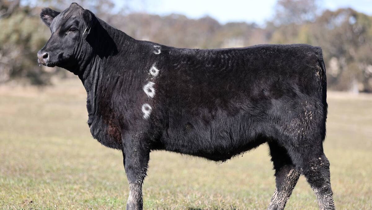 New Australian record priced unjoined heifer, Circle 8 Rosebud S669, sold for $140,000 to Mackas Angus, Salt Ash. Photo: Supplied 