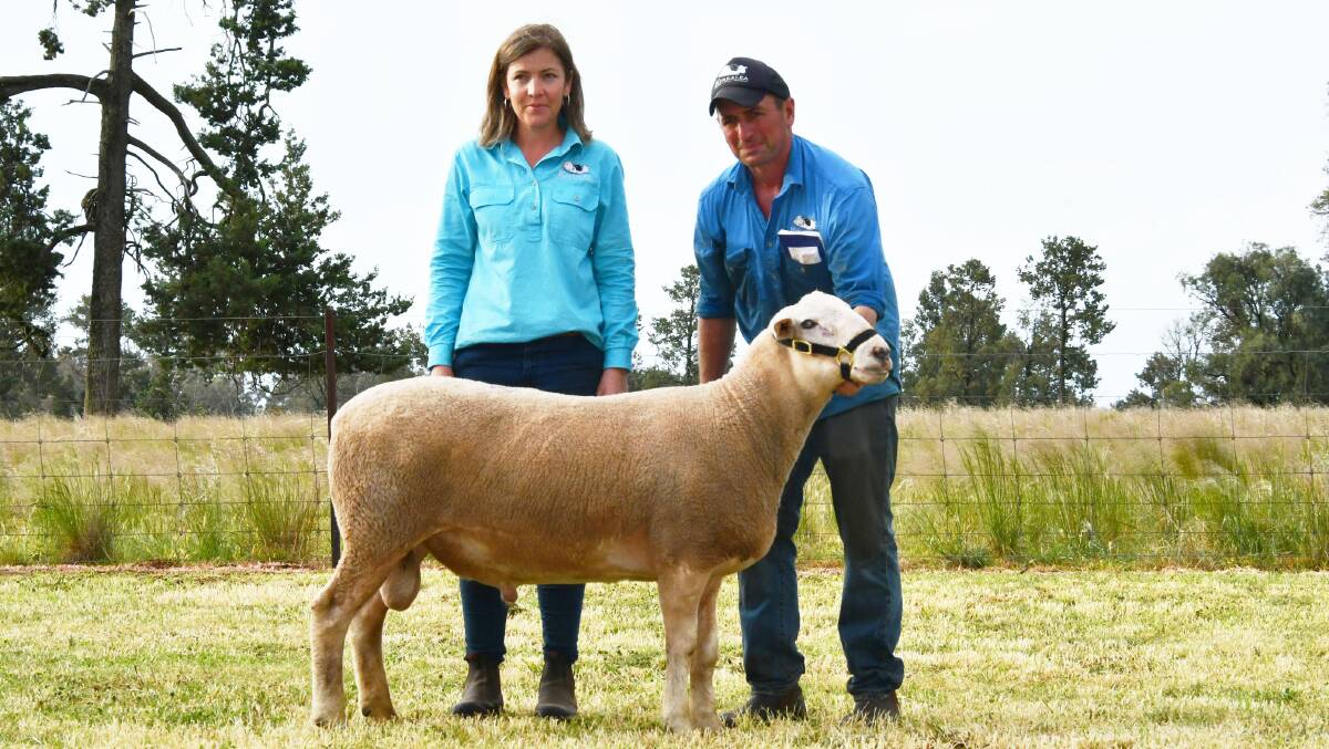 Lucy and Ben Prentice, Kurralea Poll Dorset, White Suffolk and Suffolk studs, Araiah park, with the top priced ram at $16,000