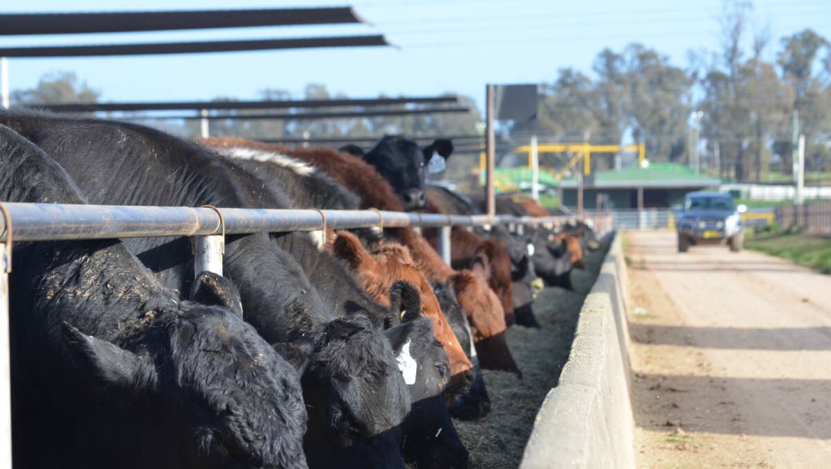 The NSW Beef Spectacular Feedback Trial is in its fourteenth year. 