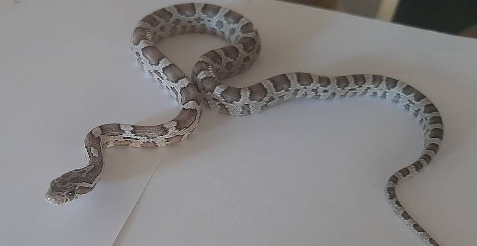 INVASIVE SNAKE: The non-native American Corn Snake was captured in the Clifton area of Port Macquarie. Photo: Reptile Solutions.