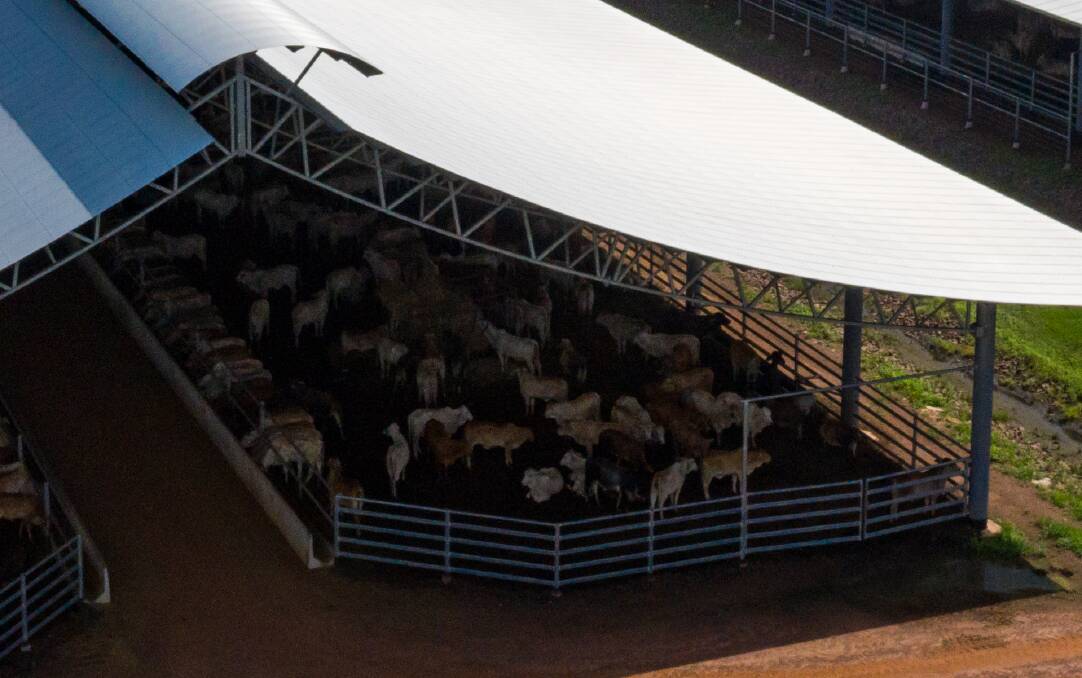 Cattle are in the yards under the Ridgeback ™ for an average of four days. Picture: Supplied