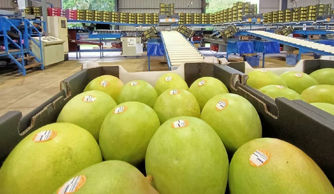 Through hard work and perseverance, a group of innovative growers have successfully established mango operations in the Northern Territory. Picture: NT Farmers Association