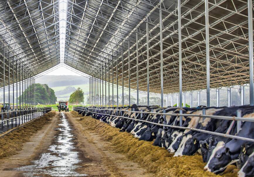 Contented cows: After just a few weeks of this Victorian dairy's cows living in the Ridgeback™ cow barn production improvements are already on track to reach the farm's goals. Picture: Supplied
