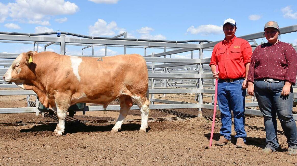 At last year's Clay Gully Simmentals sale the top priced bull Clay Gully National (P) sold for $23,000. He's pictured with Gareth and Sophie Laycock.