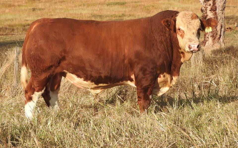 Top sire: The impressive Clay Gully Pentagon who was this month named one of the six most outstanding sires in the country in the online beef cattle showcase, Sire Shootout.