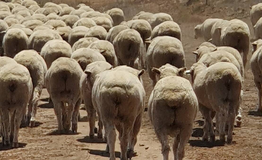 Bred tough: The 'camel pack' bred on Well Gully ewes holds them in good stead in times of rain deficiency.