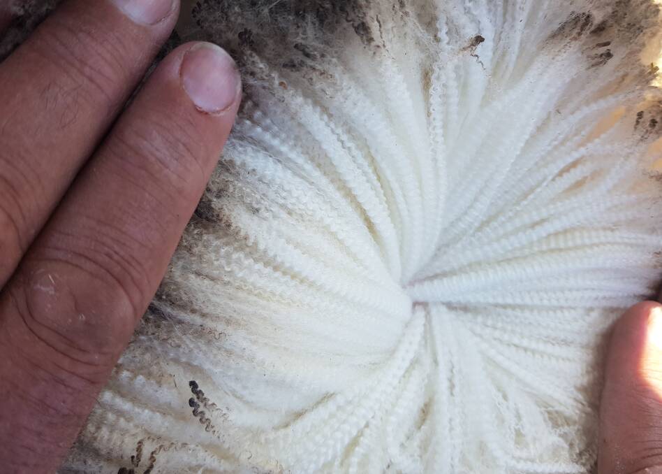 New wool: Well Gully Merinos have an uncomplicated skin structure which produces a beautifully stylish, silky-soft, and white waxy wool of exceptional fibre length in high density bundles crimped to the tip to cope with dust, solar burn and northern Australia's relentless heat and humidity.