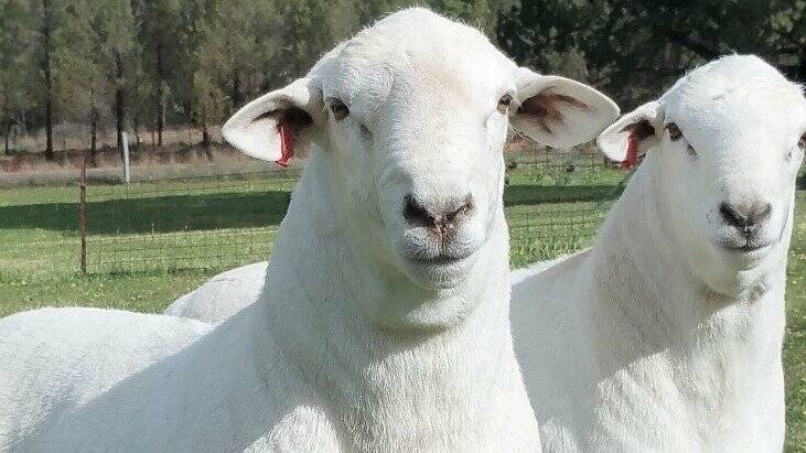 New Highveld Stud owners look to data-driven future for their Australian White sheep