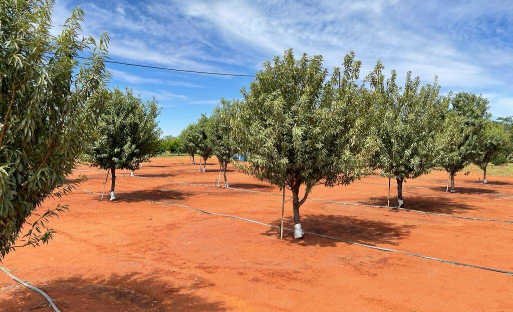 Almonds growing in the Northern Territory. Picture: Supplied