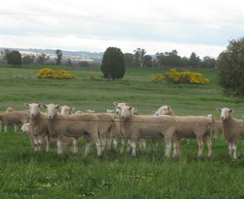 Flock rams prior to the spring 2020 annual sale at Retallack. At the 49th sale in October 79 flock rams sold for an average of $2714 to top at $3800.