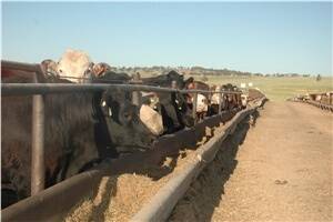 New vaccine to tackle biggest killer of feedlot cattle