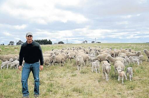 For the past 12 years, Robert Kelly has been “techno grazing” his 590 hectare Guyra property, “Mt William”, and has found the practice to be hugely beneficial to his Merino wool enterprise.