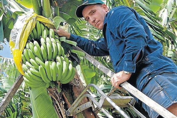 Third generation Tweed Valley banana grower Tim Johnson.