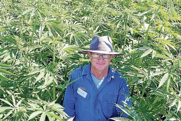 Quirindi cropper Peter Slade, “Glenmore”, planted the Liverpool Plains’ first industrial hemp crop earlier this year.
