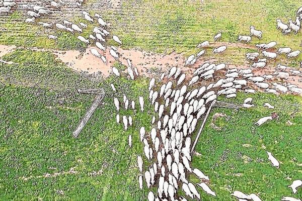 A bird’s-eye view of a sheep flock in motion.