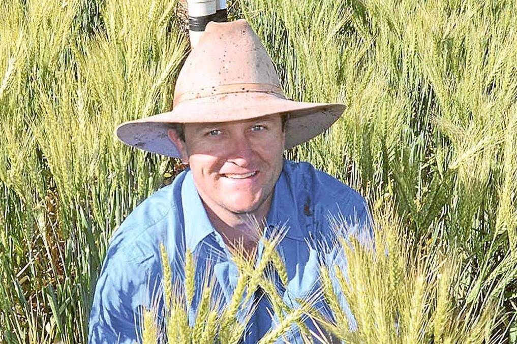 Alistair Kelly pictured checking the head development of one of several new wheat varieties being trialled on the Kelly family's farm "Hill View", Wongarbon.