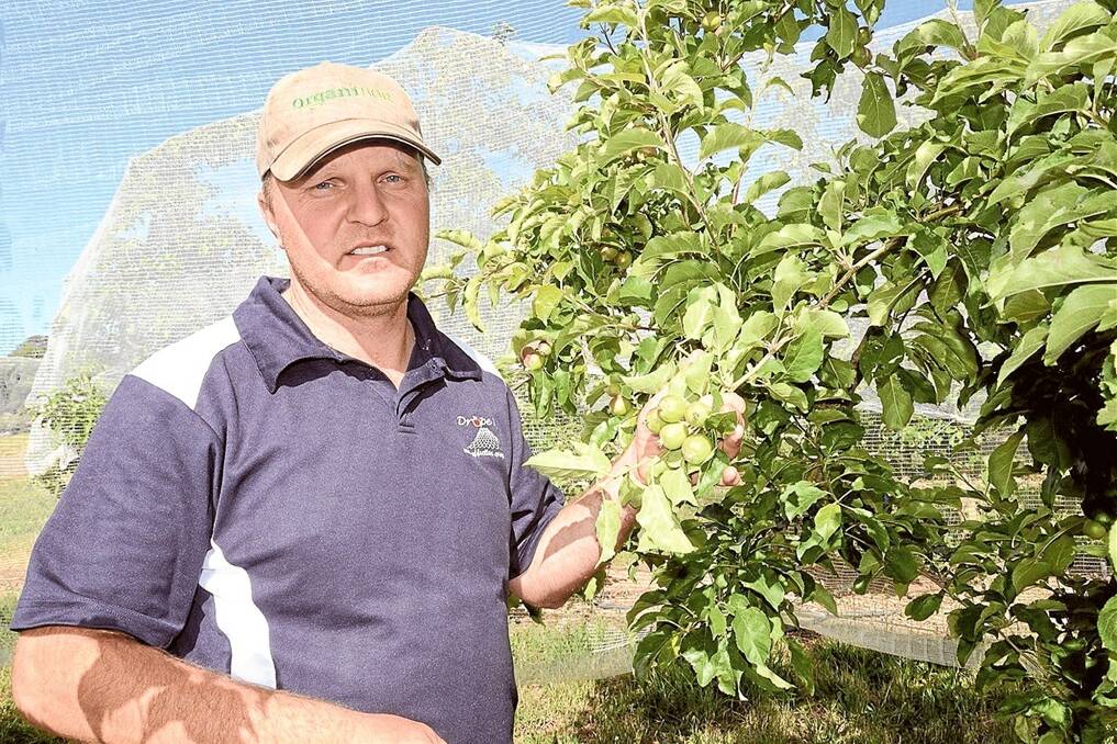 Principal of Carinya Orchards, Michael Cunial inspects apples growing in his orchard at Nashdale near Orange.