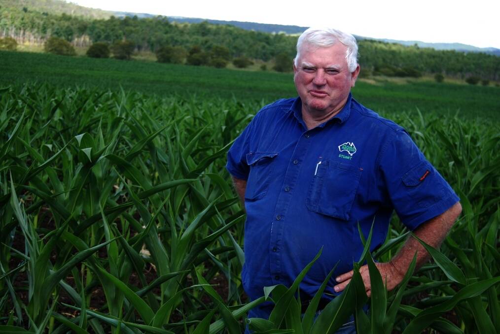 Stuart Larsson "Deep Creek" at Mallanganee, west of Casino, in his 2014 corn crop.
