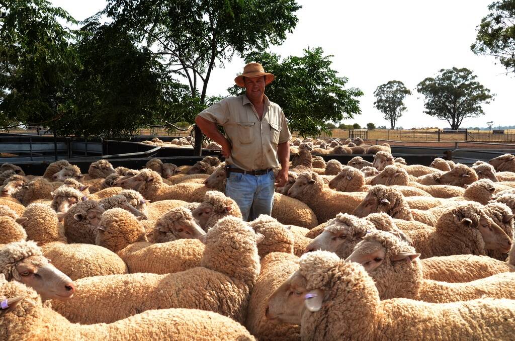 Mat Aveyard looks over his maiden ewes at “Plevna West”, Trundle, the team that took out top honours of the 21st Ted Little Memorial Trundle Merino Ewe Competition this  month. Mr Aveyard runs the 20 micron Plevna West flock based on Plevna blood with his wife, Korina.