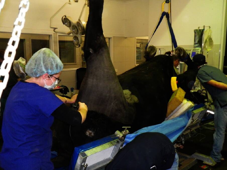 he $91,000 Angus bull Te Mania Emperor E343 gets knee reconstruction. Photo by Simon Falkiner