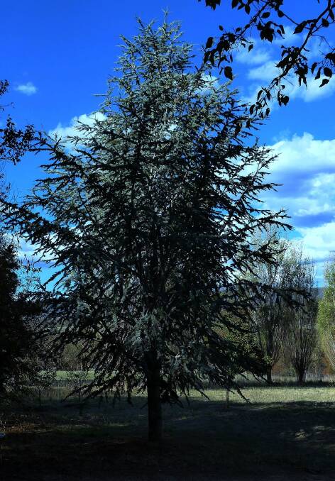 Blue Atlas Cedar (Cedrus atlantica "Glauca") near the entrance to Fiona's garden.