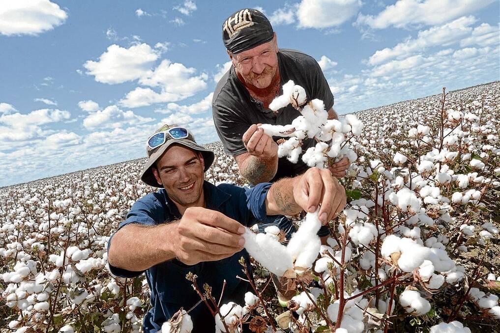 Farmhands Norman Seymour and Wayne Bonnick inspect a crop of 74 BRF cotton