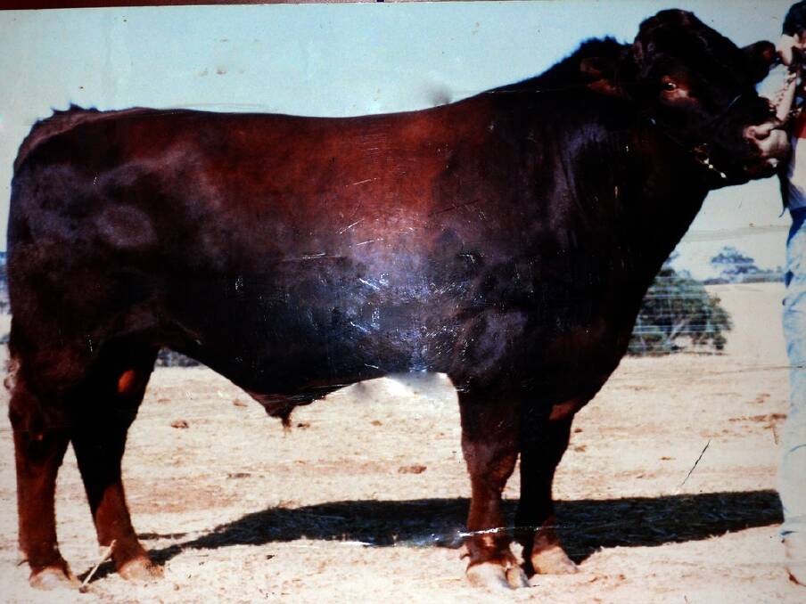 Impact sire DCC Prophet, imported from the US by the Sprys in 1986, changed the Australian Shorthorn breed for the better.