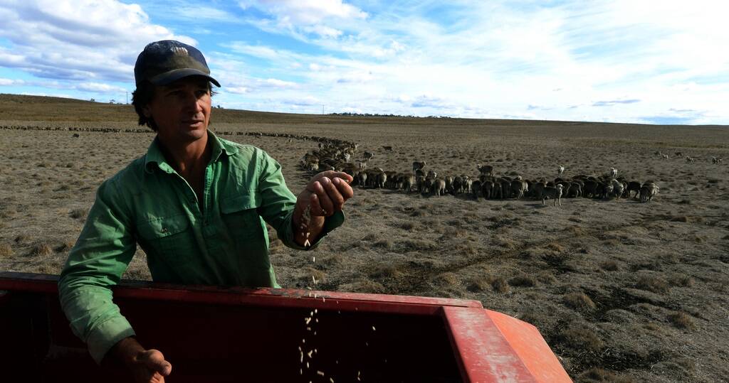 Oliver Cay, “Pineleigh”, Bungarby between Bombala and Dalgety, feeds his Merino lambs.