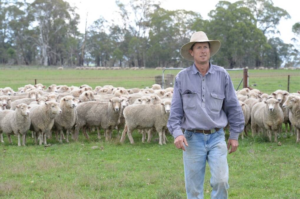 Tim Moffatt, "Myloe", Guyra checks his first cross ewes for signs of worms. Plenty of rain in March saw him drenching his sheep at the start of April this year, after doing a worm egg count test.