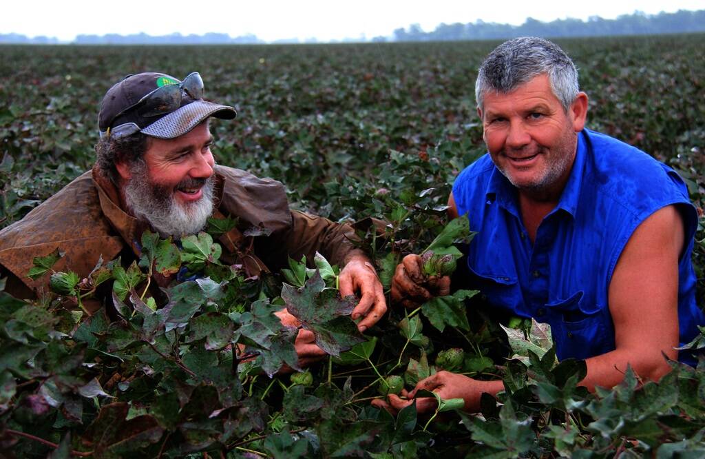 Eugene Dore and Russell Fisher inspect rooting depth and boll quality of cotton on the Hogan family’s Coleambally property.
