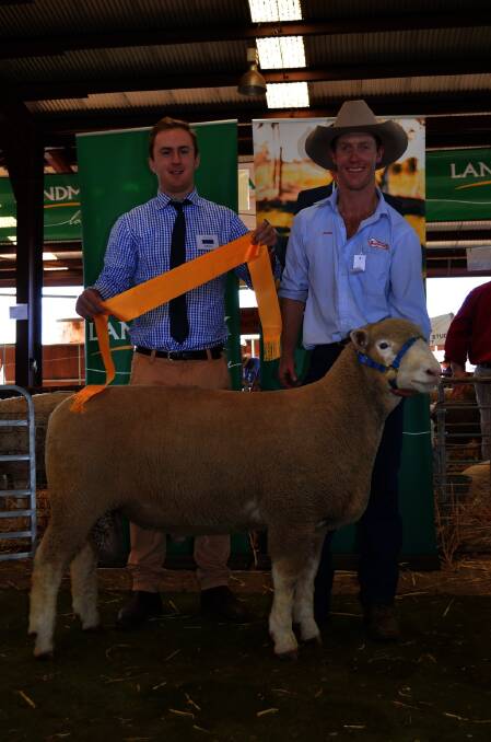 Supreme Poll Dorset exhibit (and supreme sheep of the show) Tattykeel Immortal, a ram exhibited by Tattykeel studs, Oberon, and held by James Gilmore, and sashed by judge James Corcoran, Gooramma stud, Boorowa.