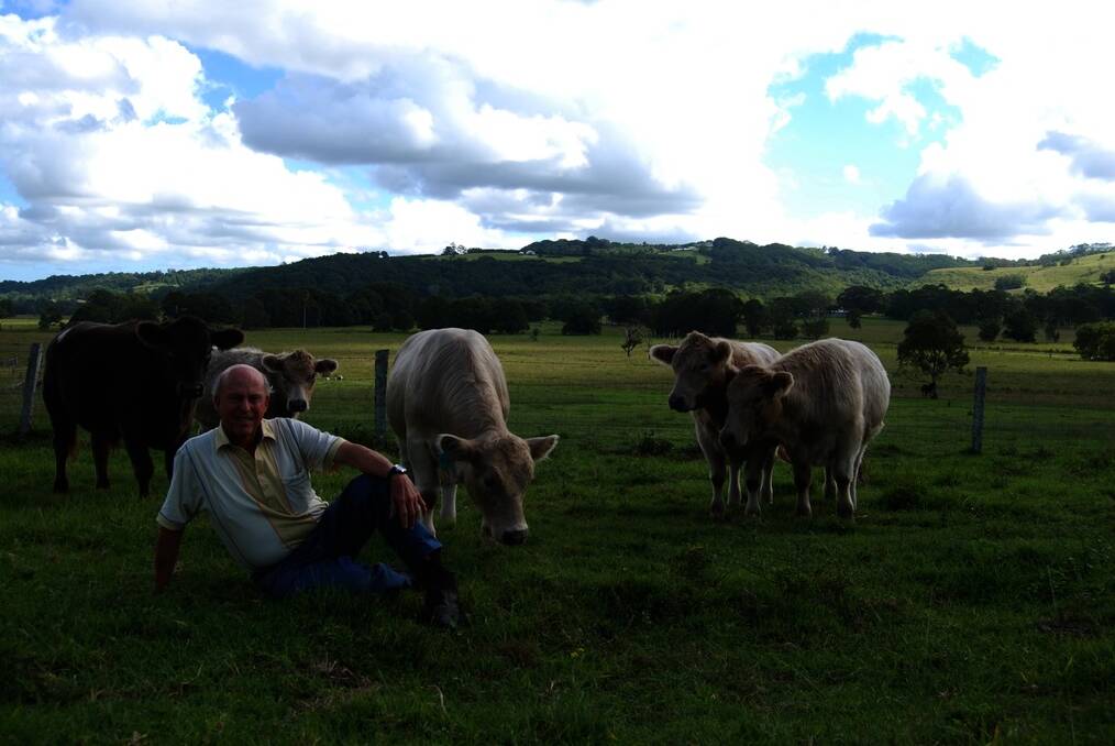 Don Turner with his Square Meater cattle at "Wyuna", Meerschaum Vale, on the Far North Coast.