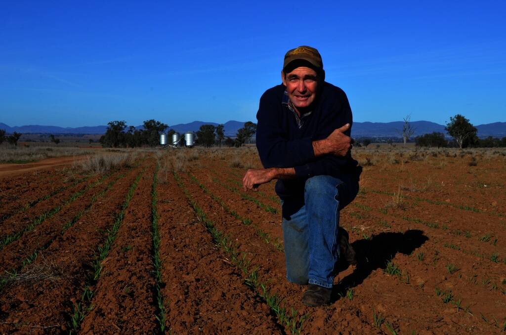 John Chaffey, "Weerona", Somerton, in his emerging barley crop.