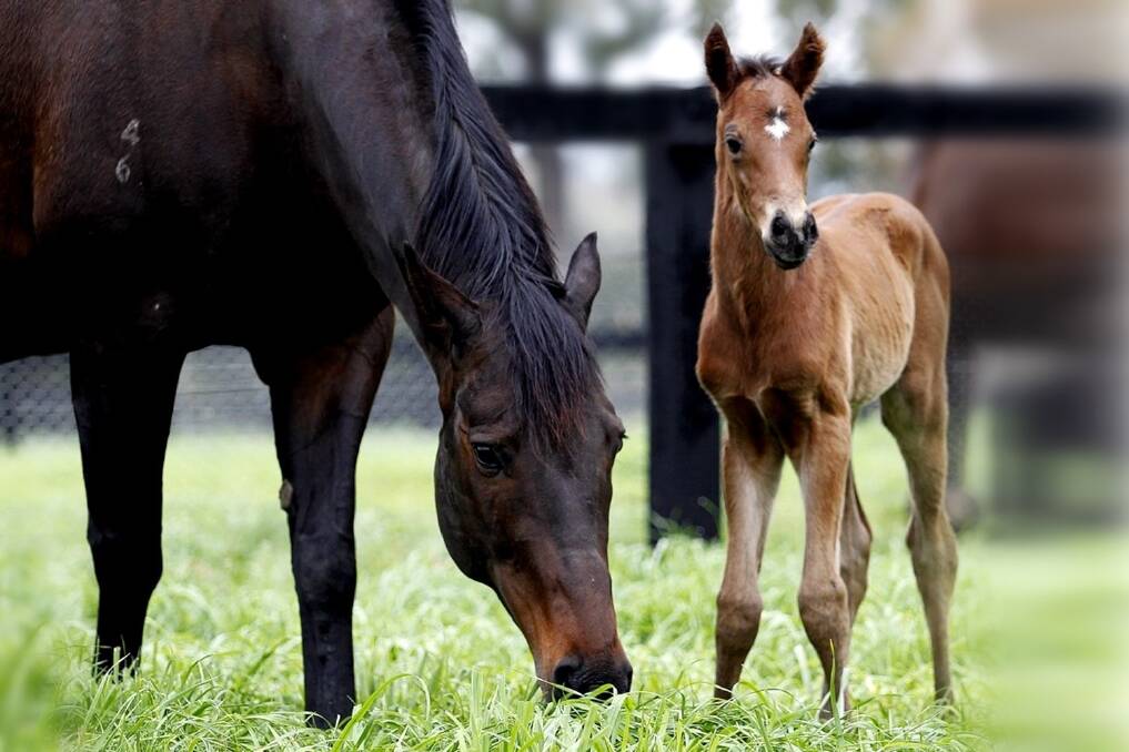 Black Caviar and foal both doing well in the Hunter Valley. Photo by Georgina Lomax Photography