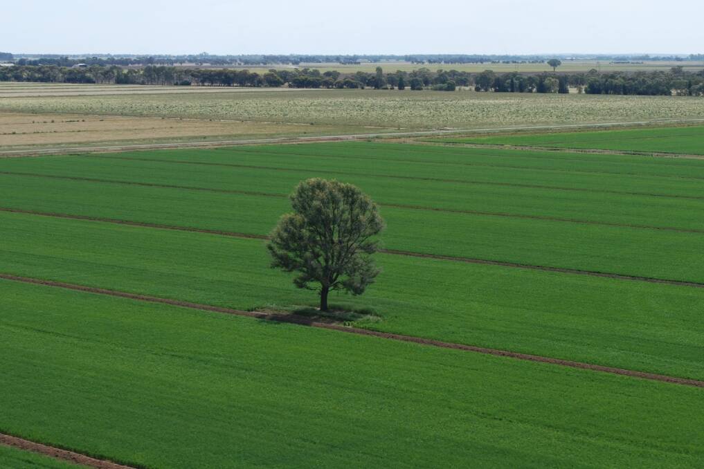 One of the codes could allow clearing of single paddock trees in cropping country.