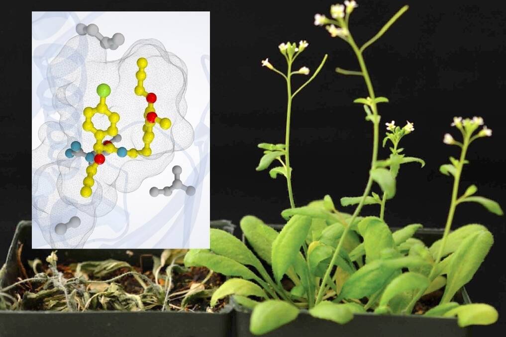 The engineered receptor was also introduced into transgenic Arabidopsis to establish if it was sufficient to improve survival after drought. INSET: A representation of the engineered receptor and the agrochemical (shown in yellow) bound inside the receptors ligand binding pocket, as established by X-ray crystallography.