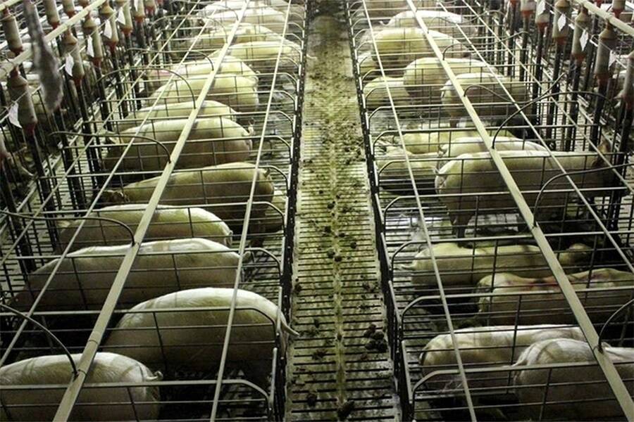500 pigs baked to death