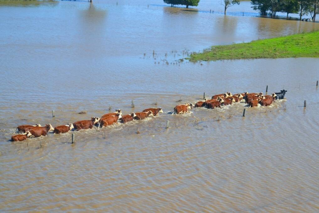 Cattle caught in Hunter Valley floodwaters.
