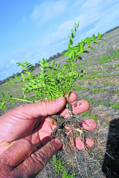 Growers are seeking to cash in on chickpea demand.