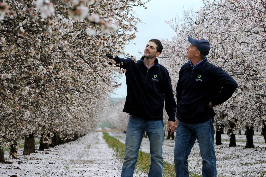 Denis Dinicola and his son Dean, Mandolé Orchard, Lake Wyangan via Griffith checking the blossoms in their almond grove, which is dotted with beehives.