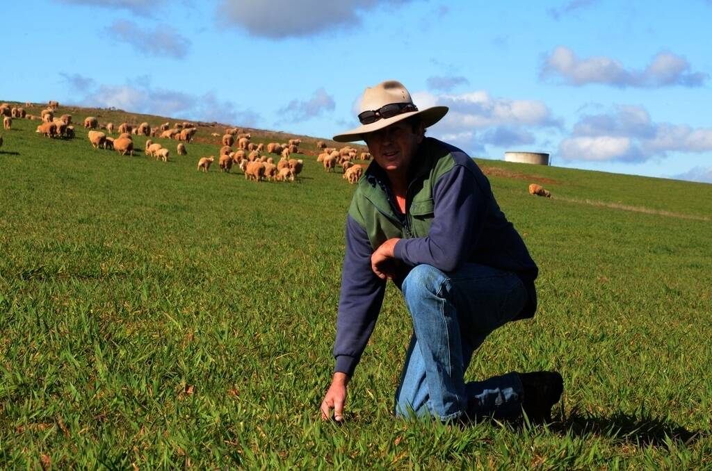Ted Hodges in a Bimble oats paddock, which was sown in late February at 17 centimetre spacings to allow no wasted space between plants and keep good ground coverage while grazed over winter.