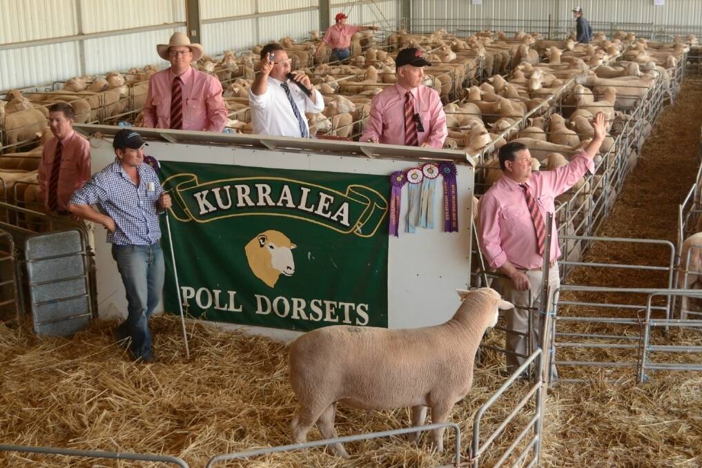 During the bidding on stud Poll Dorset rams at the 18th Kurralea Poll Dorset and White Suffolk production sale