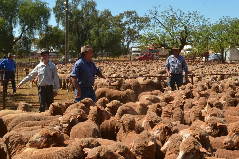 Bidding action during the 29th annual Condobolin Sheep sale