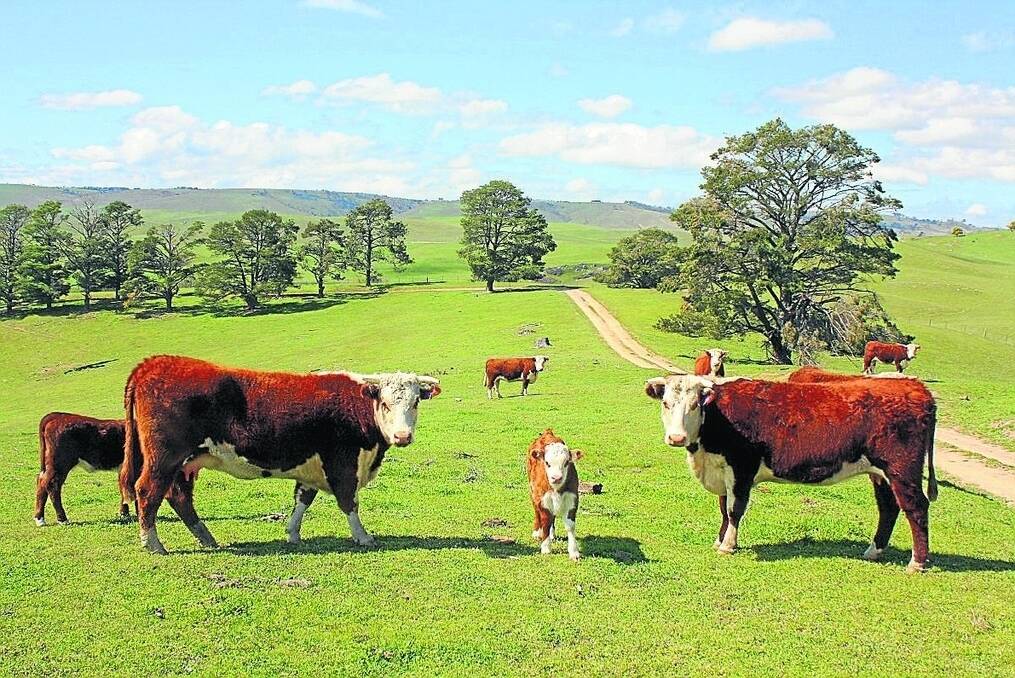 Hereford cattle graze early spring pastures on “Fullerton”. Before the Herefords arrived in 1932, “Fullerton” was home to a respected Poll Shorthorn stud.