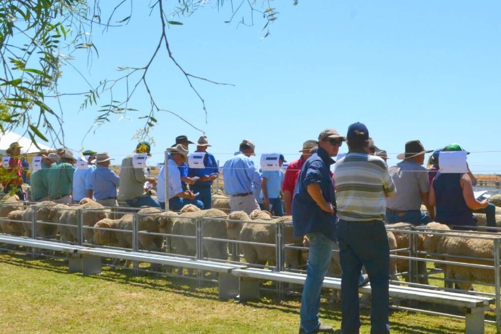 The annual on-property auction of Hazeldean-bred rams at "Rosevale" Hay